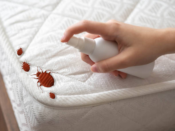 Reliable Keyport, NJ Pest Control Solutions